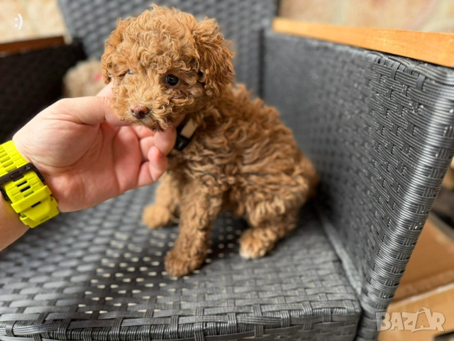 Мини Пудели  Актуално от 22.3.202, снимка 3 - Пудели - 53719295