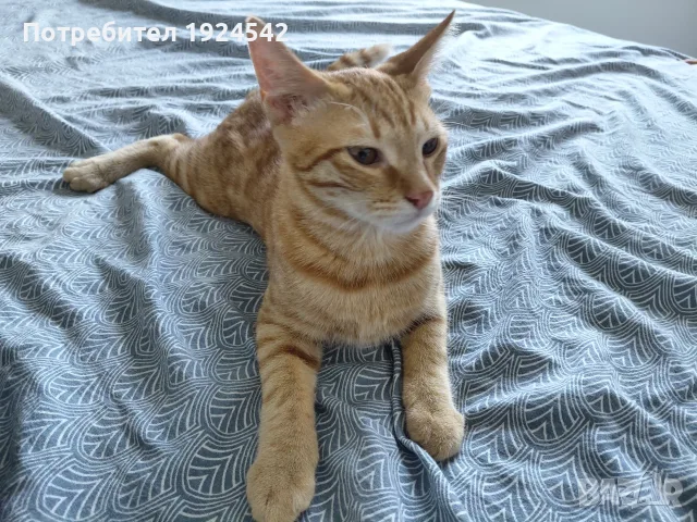 Подарявам котенца