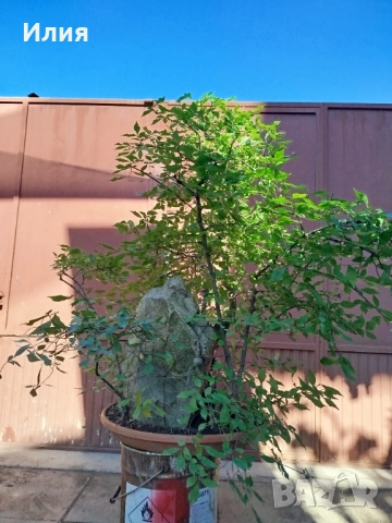 Бонсай заготовка тип гора от Бряст , снимка 14 - Градински цветя и растения - 51471172