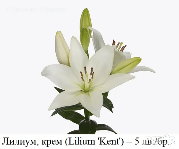 ЛИЛИУМИ (Lilium) сортове – огромни грудки, снимка 5 - Сортови семена и луковици - 49328400