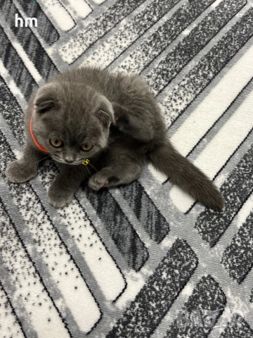 Шотландско клепоухо, снимка 7 - Британска късокосместа - 52516945