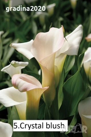 Луковици на Кала  - Цена за 1 бр.: 2,20 € / 4,30 лв. 