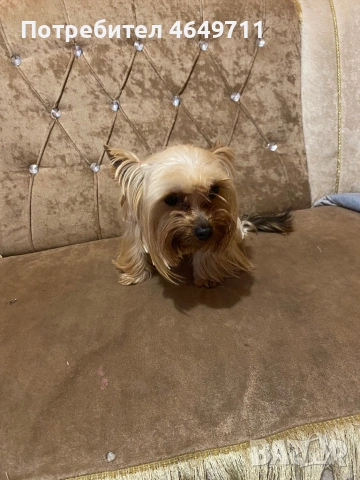 Продава се порода иорщериер , снимка 4 - Други - 53358354