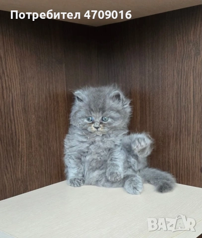 Плюшена магия в два цвята: Елитно Британско облаче и Шотландско слънчице!" 👑🐾, снимка 2 - Британска късокосместа - 53098759