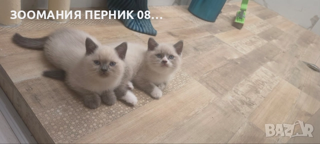 котета Британска късокосместа 