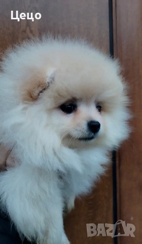 Померан момиче, снимка 3 - Померан - 53280283