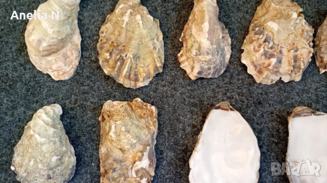 Черупки от стриди, снимка 5 - Морски сувенири - 48439581