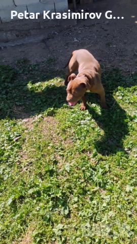 МАЯ НА 9 МЕСЕЦА!!!!, снимка 4 - Питбул - 52940370