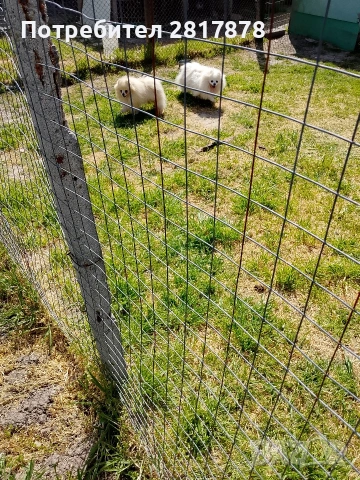 мини шпиц померан , снимка 5 - Померан - 54297697