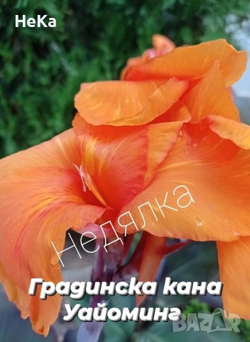 градински кани , снимка 2 - Други - 54317427