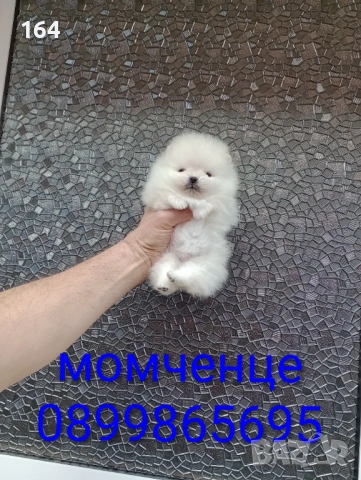 Миниатюрен чисто бял, мини Померан. Реални снимки!!! 