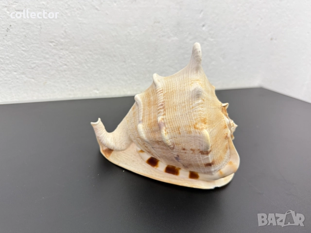 Гигантска морска раковина. №7779
