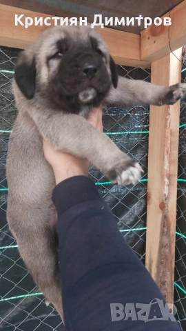 Продават се .Чистокръвни кангалчета ., снимка 12 - Кангал - 52367410