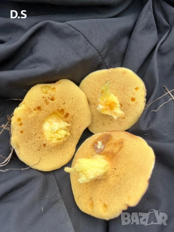 Продавам гъби масловки , снимка 4 - Домашни продукти - 52148004