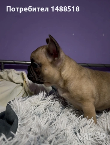 френски булдог, снимка 4 - Френски булдог - 53132134