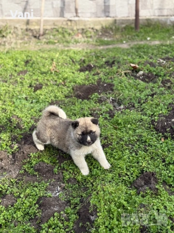 Америкаска акита женски и женско, снимка 9 - Акита - 53165395