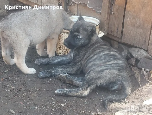 Последни бройки женски , снимка 5 - Кангал - 55873077