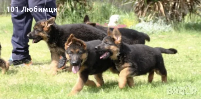 Немски овчарки с родословие, снимка 3 - Немска овчарка - 47450378