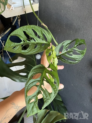 Коренче Monstera Adansonii, снимка 4 - Стайни растения - 55801153