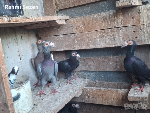 Гълаби кариери , снимка 6 - Гълъби - 52179691