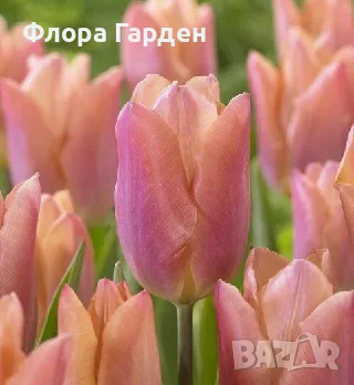 ЛАЛЕТА - луковици, снимка 11 - Градински цветя и растения - 56437026
