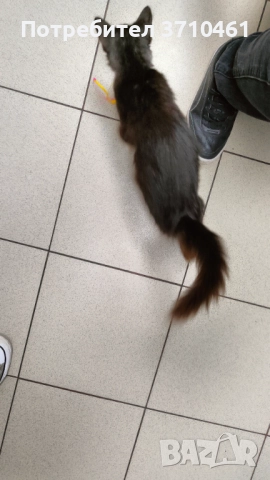 Коте, дългокосмест, 6 месечен, черно-бял, с отрицателни тестове за болести, снимка 9 - Други - 51742472