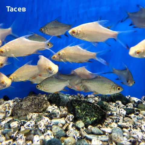 Тинфойл барб 8-10см