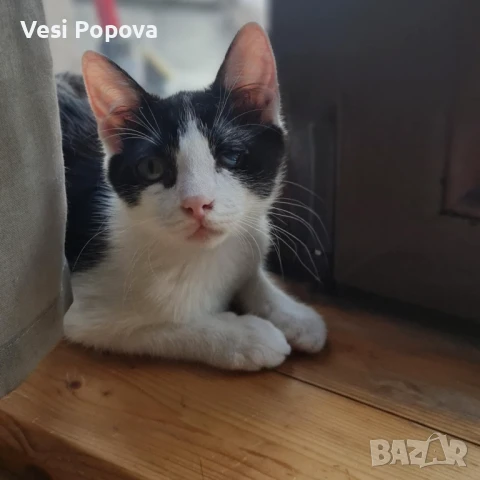 Женско коте търси дом, снимка 1