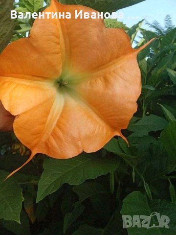 комплект оранжев, розов и бял ангелски тромпет , снимка 6 - Стайни растения - 42925583
