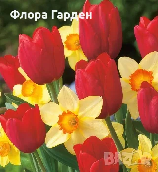 Комбинирани пакети с есенни ЛУКОВИЦИ