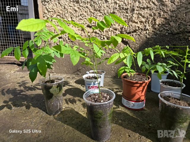 Глициния (вистерия), снимка 6 - Други - 54105853