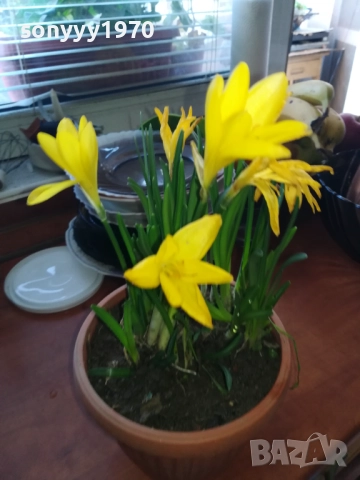 ЦВЕТЯ В САКСИЯ 1910251229, снимка 10 - Градински цветя и растения - 52105462