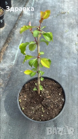 Японска дюля 