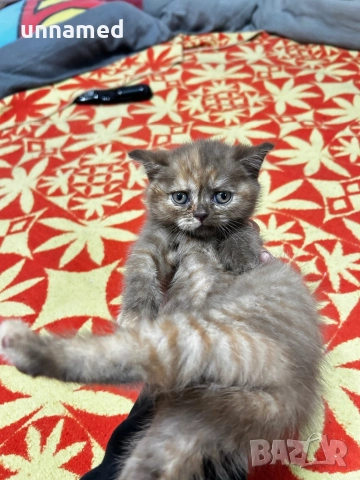 Британска късокосместа, снимка 10 - Британска късокосместа - 52310510