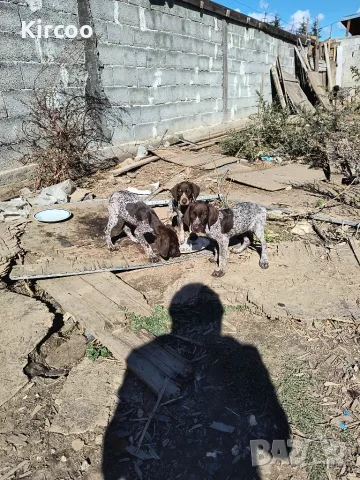 Курцхаарчета от активно ловуващи родители, снимка 6 - Курцхаар - 56546124
