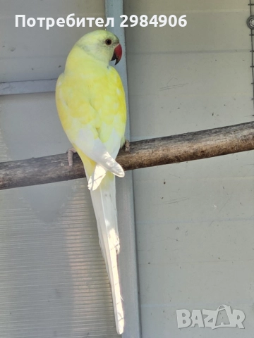 малък александър , ПРОМОЦИЯ, снимка 16 - Папагали - 41350586