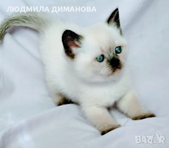 Шотландски със сини очи. 
