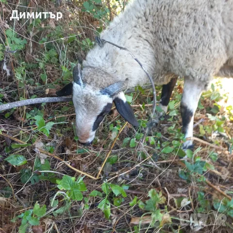 мъжко шиле овне