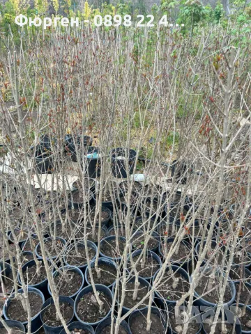 Нар фиданки  - Punika granatum  Студоустойчив , снимка 7 - Разсади - 36164384