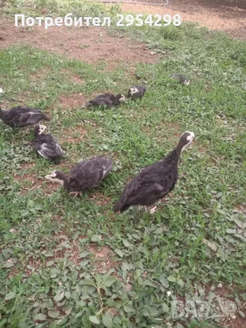 Пуйки Артисан разплодни яйца , снимка 4 - Кокошки и пуйки - 49325366