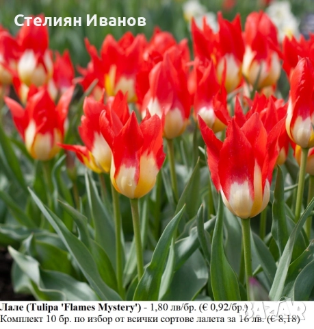 СОРТОВИ ЛАЛЕТА – ЛУКОВИЦИ - част 1, снимка 6 - Сортови семена и луковици - 52372815