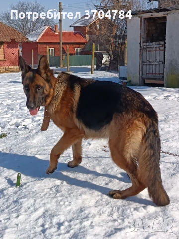 Продавам немска овчарка , снимка 13 - Немска овчарка - 53163238