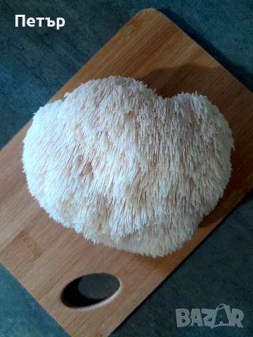 Домашно отгледани гъби Лъвска грива | Fresh Lion's Mane Mushrooms