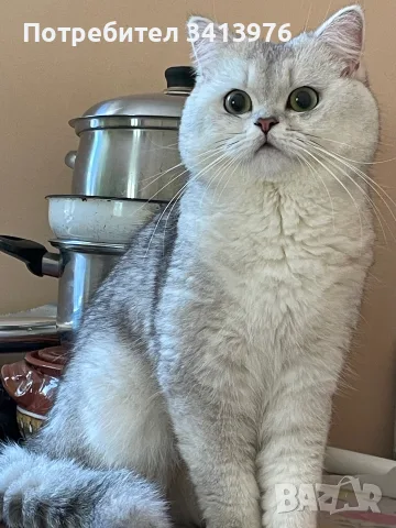 Мъжки котарак за разплод