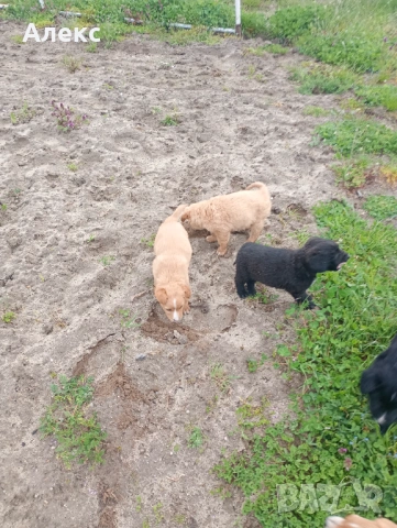 Подарявам малки кученца!, снимка 3 - Други - 54154098