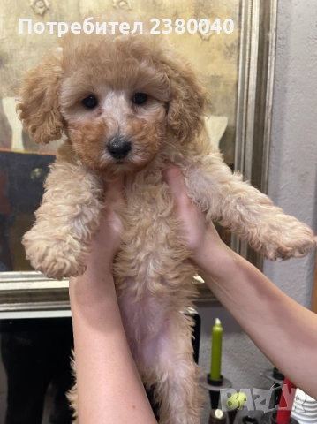 Мини пудели, женски, снимка 7 - Пудели - 53940833