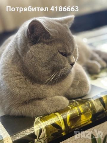 Късокосмест британец за разплод, снимка 12 - Британска късокосместа - 52215816