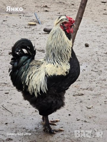 Оплодени яйца, снимка 15 - Кокошки и пуйки - 54326017