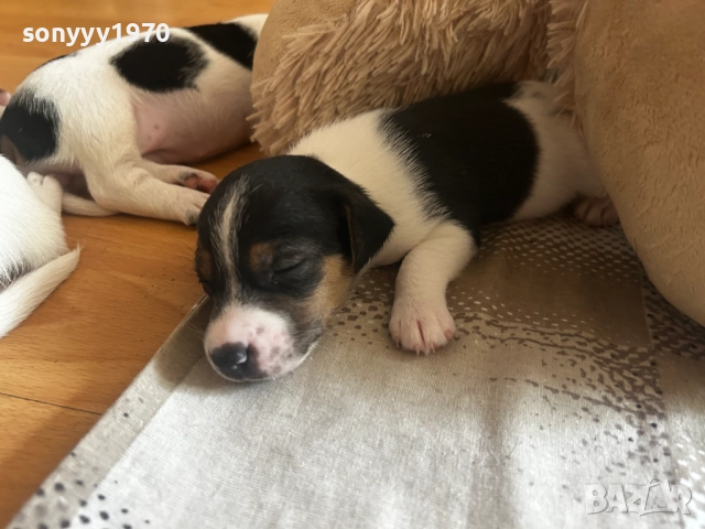 ДЖАК РЪСЕЛ-250ЛВ ЗА СЛАДУРЧЕ 1109250819, снимка 14 - Джак ръсел териер - 51674291