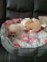 померанче момиченце, снимка 4
